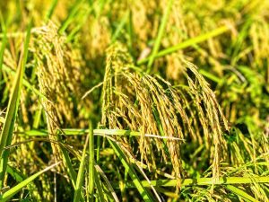 Hình ảnh cận cảnh bông lúa ST25 chín vàng tại mô hình trình diễn sử dụng DAP Đình Vũ và NPK Đình Vũ 13-5-9+14S ở HTX Nông nghiệp Thượng Kiệm, huyện Kim Sơn, tỉnh Ninh Bình. Lúa sinh trưởng khỏe, bông to, tỷ lệ hạt chắc cao, khả năng chống chịu sâu bệnh tốt và đạt năng suất thực tế 225kg thóc/sào. Mô hình tiếp tục khẳng định hiệu quả của giải pháp dinh dưỡng cân đối từ Phân bón Đình Vũ trong sản xuất lúa chất lượng cao.