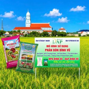 Mô hình sử dụng phân bón NPK Đình Vũ và DAP Đình Vũ trên cánh đồng lúa ST25 tại HTX Nông nghiệp Thượng Kiệm, Kim Sơn, Ninh Bình. Mô hình cho thấy cây lúa sinh trưởng khỏe, đẻ nhánh tốt, bông dài, hạt chắc, góp phần nâng cao năng suất và hiệu quả canh tác cho bà con nông dân.