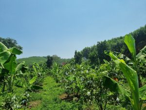 Hình ảnh vườn cây sinh trưởng khỏe mạnh trong thời tiết nắng nóng, minh họa cho các giải pháp chăm sóc cây trồng như duy trì độ ẩm, phát triển bộ rễ và bổ sung dinh dưỡng cân đối giúp cây tăng khả năng chống chịu hạn.