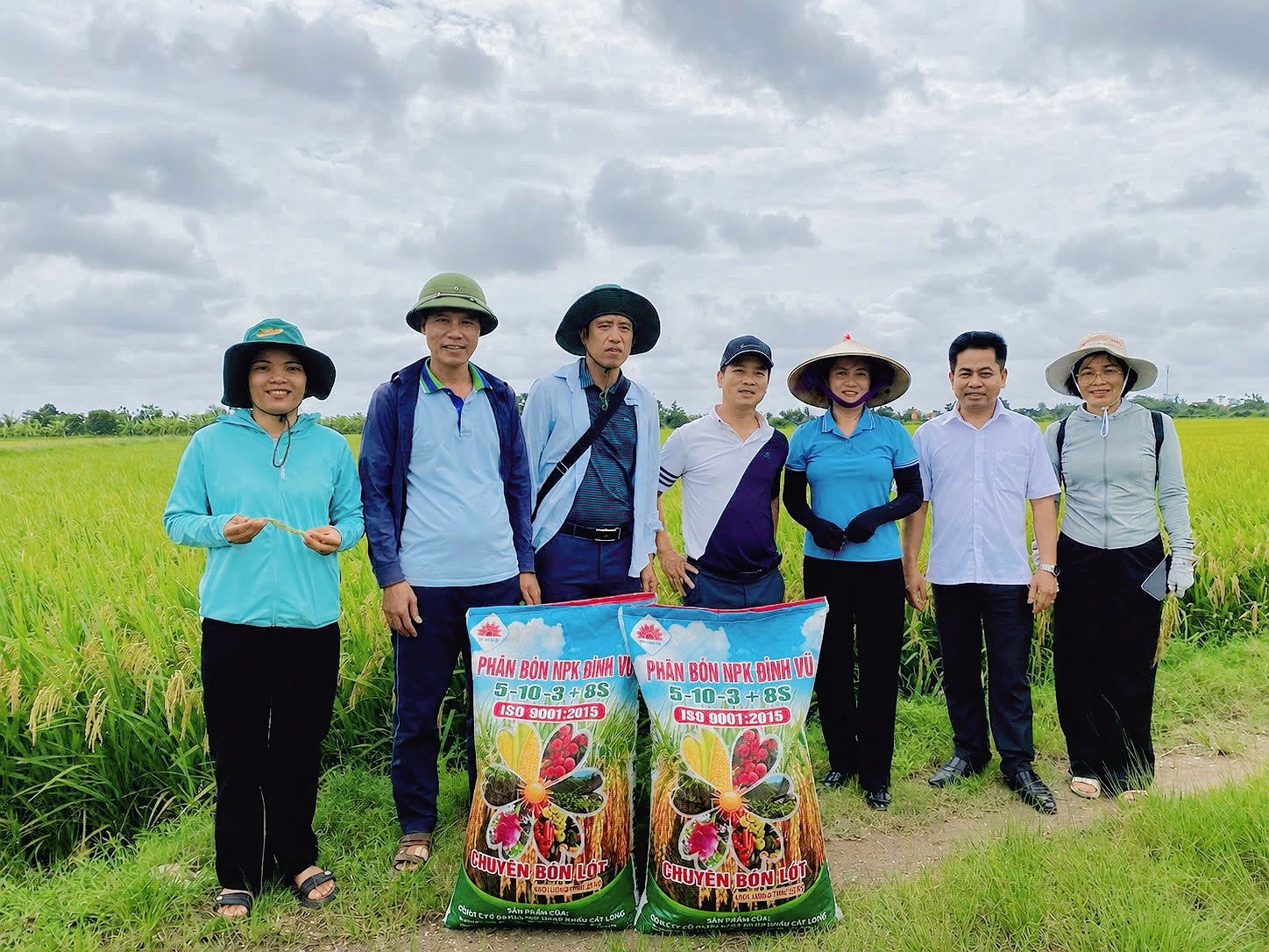 Khảo sát thực tế tại cánh đồng lúa Vĩnh Bảo cho thấy phân bón NPK Đình Vũ giúp cây lúa phát triển khỏe mạnh, bông to, hạt chắc, góp phần nâng cao năng suất và hiệu quả sản xuất nông nghiệp.